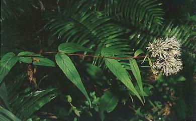 Eupatorium chinense var. tozanense (Hayata) Kitam. 塔山澤蘭