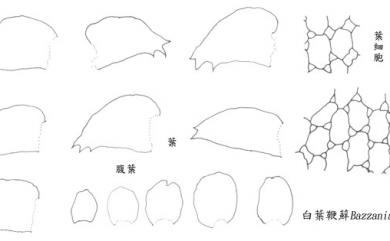 Bazzania albifolia 白葉鞭蘚