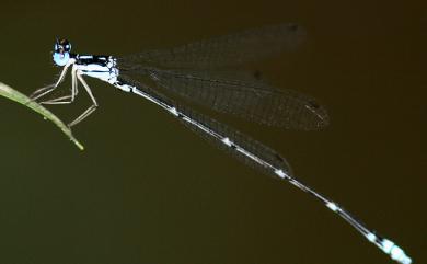 Coeliccia cyanomelas Ris, 1912 青黑琵蟌