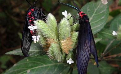 Gynautocera rubriscutellata Hering, 1922 紅腹長翅螢斑蛾