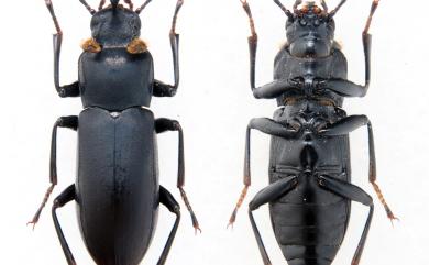 Toxicum formosanum Kulzer, 1950 三剌擬步行蟲