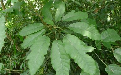 Heptapleurum heptaphyllum (L.) Y.F.Deng 鵝掌柴