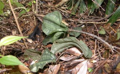 Mischobulbum cordifolium 心葉葵蘭