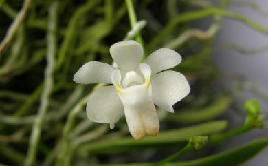 Thrixspermum formosanum 臺灣風蘭