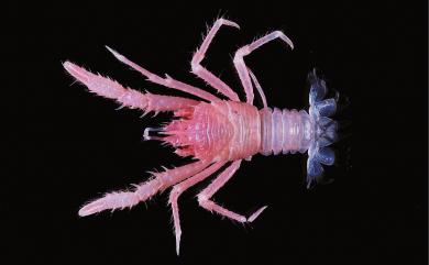 Munida tiresias Macpherson, 1994 泰衛賽刺鎧蝦