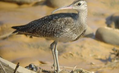Numenius phaeopus variegatus (Scopoli, 1786) 中杓鷸