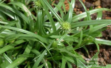 Cyperus brevifolius (Rottb.) Endl. ex Hassk. 短葉水蜈蚣