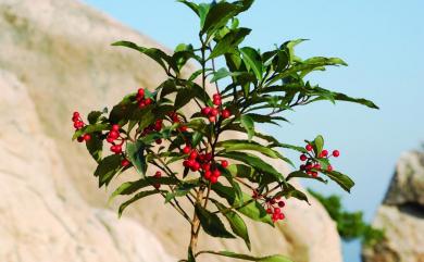 Ardisia crenata 硃砂根