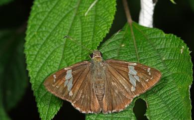 Lobocla bifasciata kodairai Sonan, 1936 雙帶弄蝶