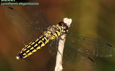 Lyriothemis elegantissima Selys, 1883 廣腹蜻蜓