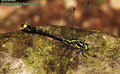 Asiagomphus hainanensis (Chao, 1953) 海南春蜓