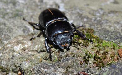 Dorcus titanus sika (Kriesche, 1920) 臺灣扁鍬形蟲