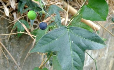 Passiflora suberosa 三角葉西番蓮