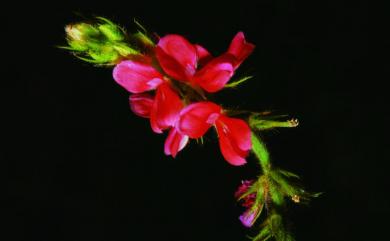 Indigofera hirsuta 毛木藍