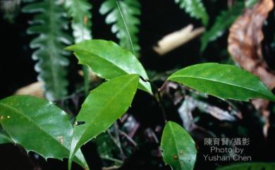 Kadsura japonica (L.) Dunal 南五味子