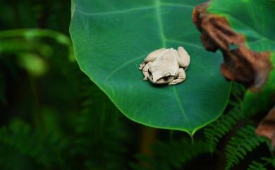 Buergeria robusta (Boulenger, 1909) 褐樹蛙