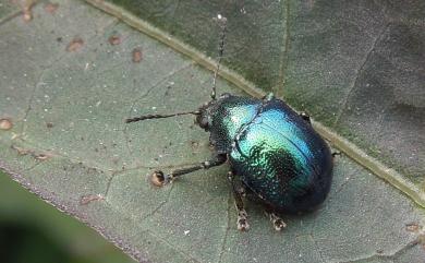 Colasposoma viridicoeruleum Motschulsky, 1860 甘藷猿金花蟲