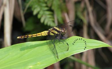 Orthetrum internum McLachlan 扶桑蜻蜓