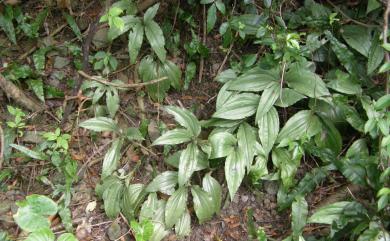 Liparis formosana Rchb.f. 寶島羊耳蒜