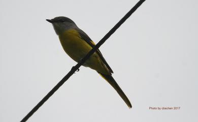 Pericrocotus solaris griseogularis Gould, 1863 灰喉山椒鳥