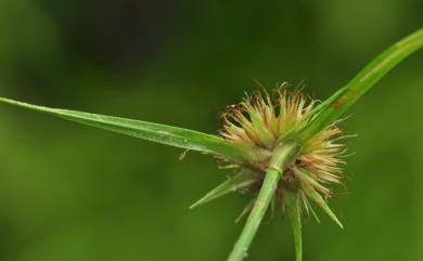 Rhynchospora rubra 刺子莞