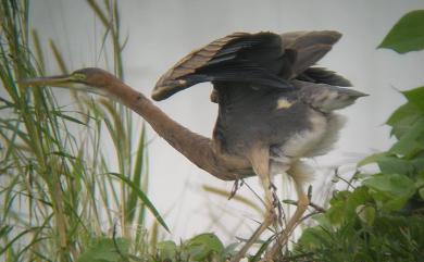 Ardea purpurea manilensis 紫鷺