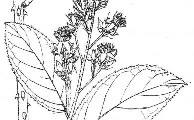 Rubus pyrifolius 梨葉懸鉤子