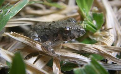 Fejervarya limnocharis (Gravenhorst, 1829) 澤蛙