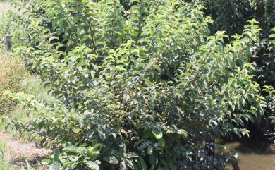 Cephalanthus tetrandrus (Roxb.) Ridsdale & Bakh. f. 風箱樹