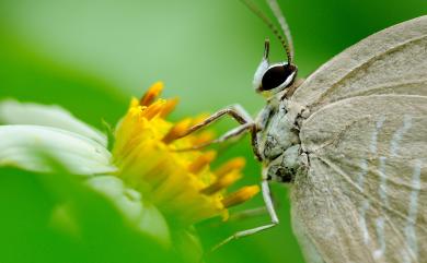 Jamides alecto dromicus (Fruhstorfer, 1910) 淡青雅波灰蝶