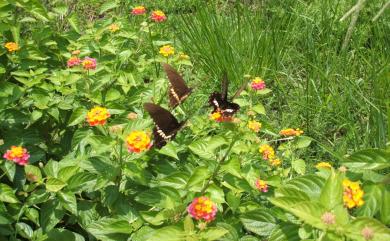 Papilio polytes polytes Linnaeus, 1758 玉帶鳳蝶