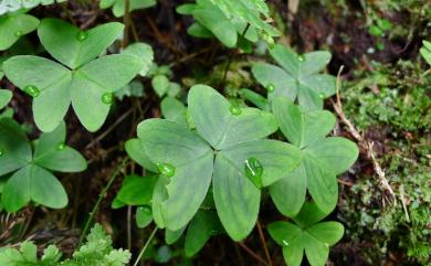 Oxalis acetosella subsp. griffithii var. formosana (Terao) S.F.Huang & T.C.Huang 臺灣山酢漿草