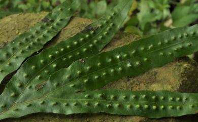 Leptochilus nigrescens (Blume) L.Y.Kuo 薄葉擬茀蕨