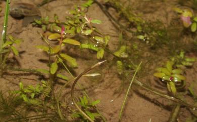 Blyxa echinosperma (C.B.Clarke) Hook.f. 臺灣簀藻