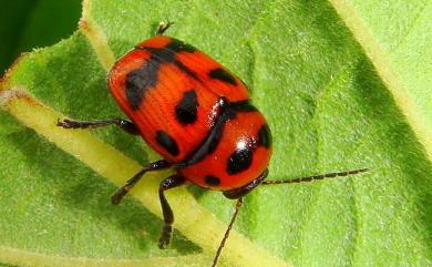 Cryptocephalus trifasciatus Fabricius, 1787 三帶筒金花蟲