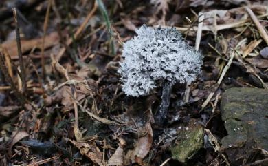 Xylaria 炭角菌屬