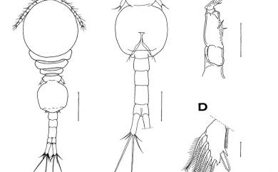 Haplomolgus montiporae Humes & Ho, 1968 表孔異錨珊虱