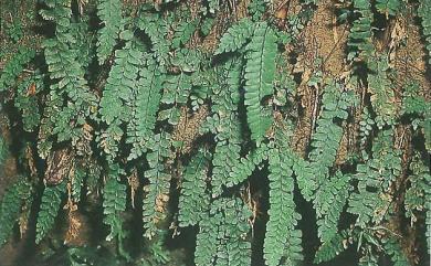 Adiantum diaphanum 長尾鐵線蕨