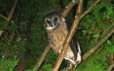 Strix leptogrammica caligata (Swinhoe, 1863) 褐林鴞