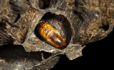 Catapaecilma major moltrechti 三尾灰蝶