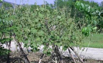 Hibiscus mutabilis 木芙蓉