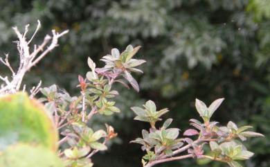 Rhododendron simsii Planch. 唐杜鵑