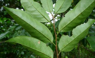 Prunus phaeosticta var. phaeosticta 墨點櫻桃