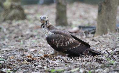 Pernis ptilorhynchus orientalis (Temminck, 1821) 東方蜂鷹