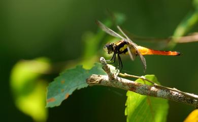 Lyriothemis flava Oguma, 1915 樹穴蜻蜓