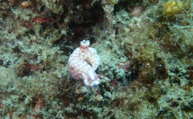 Hypselodoris whitei (A. Adams & Reeve, 1850)