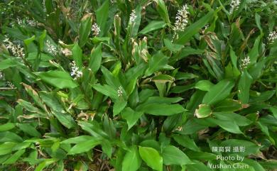 Alpinia intermedia Gagnep. 山月桃