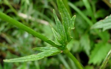 Valeriana fauriei Briq. 纈草