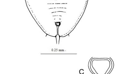 Aleuroclava malloti Takahashi, 1932 野桐棒粉蝨