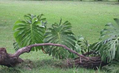 Monstera deliciosa Liebm. 龜背芋